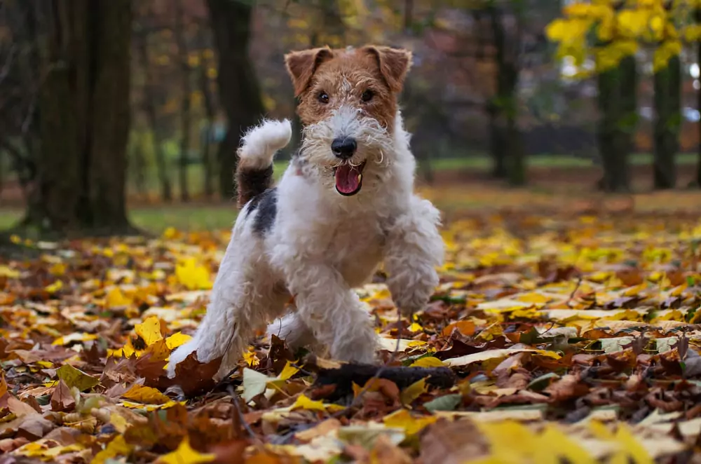 Behavior and Training Tips for Wire Fox Terriers