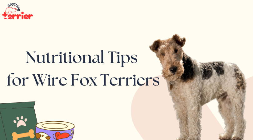 Nutrition Tips for Wire Fox Terrier