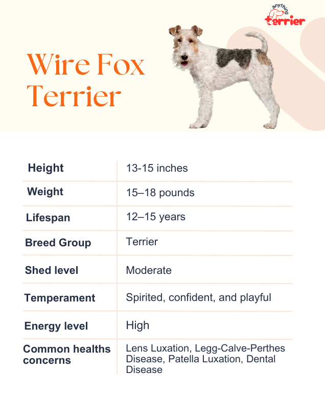 Wire Fox Terrier Dog Breed