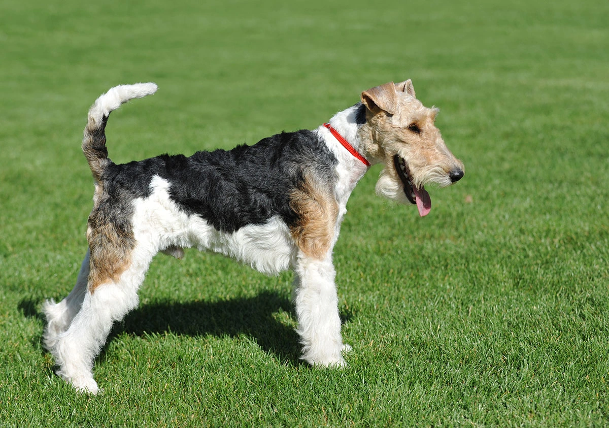 Wire Fox Terrier Grooming Guide