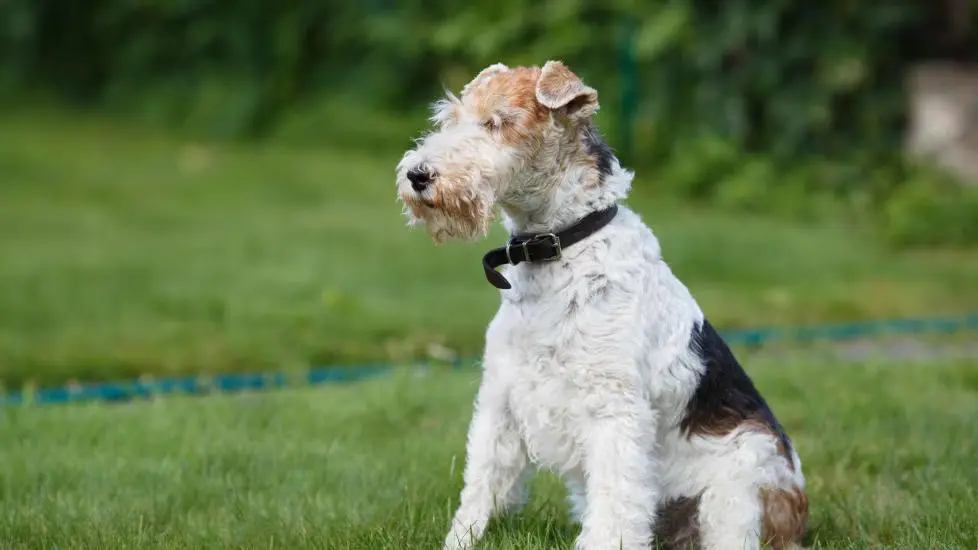 Wire Fox Terrier Health Issues