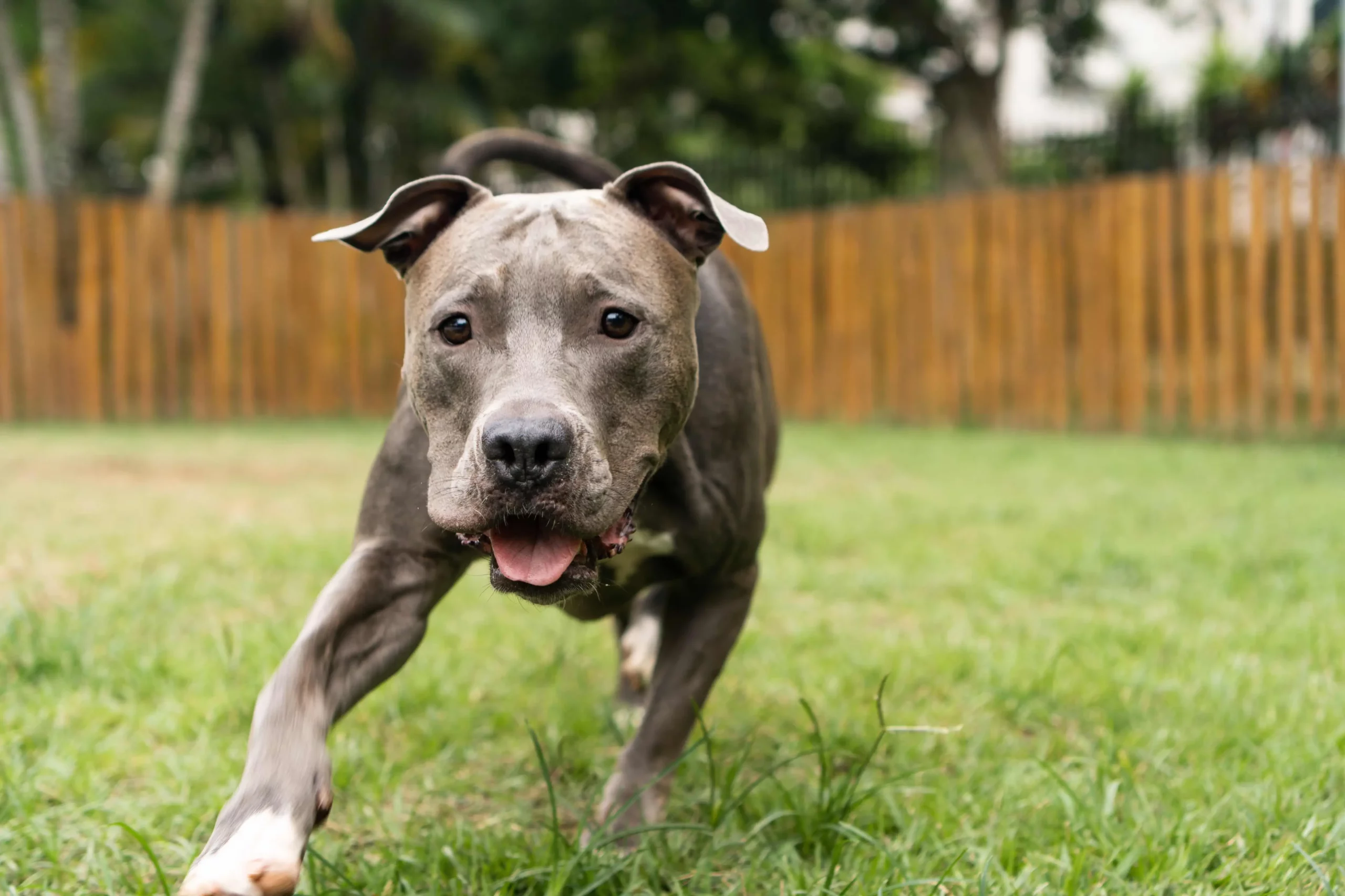 American Pit Bull Terrier Personality Temperament