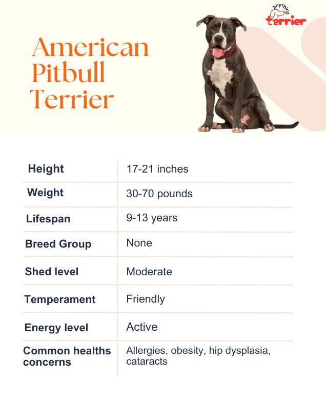 American Pitbull Terrier Dog Breed Information