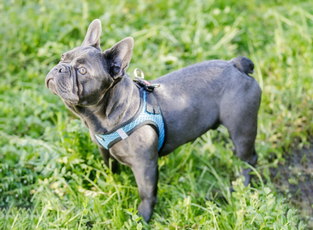 Brief History of the French Bulldog