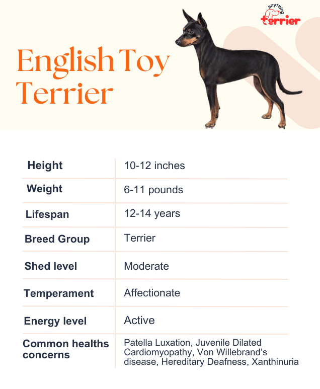 English Toy Terrier (Black and Tand) Dog Breed Information