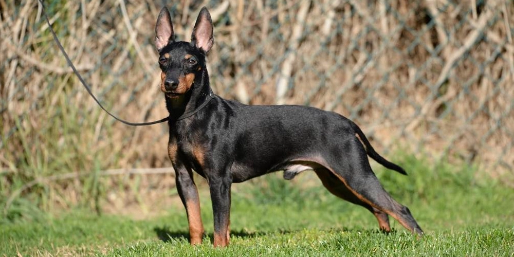 English Toy Terrier Temperament