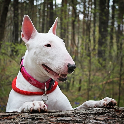 English White Terrier Health Problems