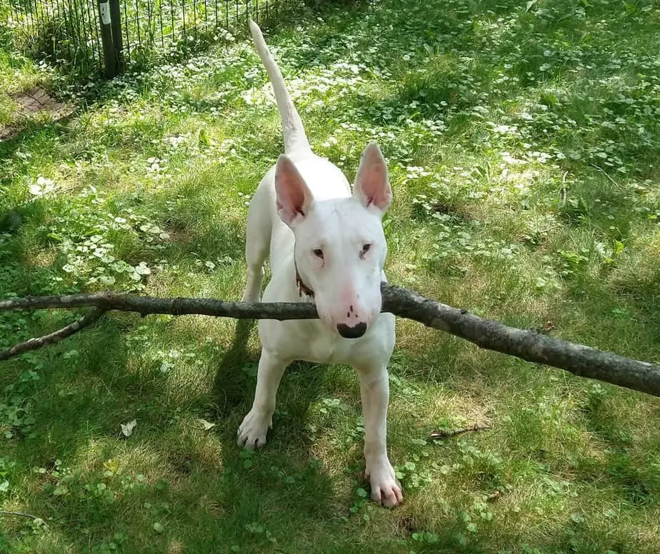 English White Terrier Puppies