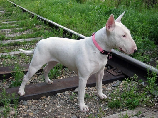 English White Terrier Temperament