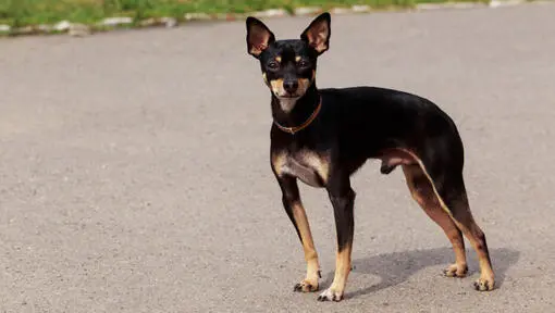 Health Issues of English Toy Terrier