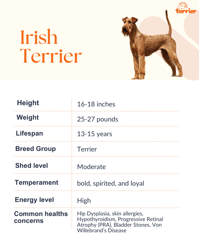 Irish Terrier Dog Breeder Information