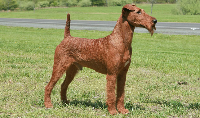 Irish Terrier Health Issues