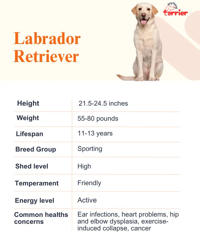 Labrador Retriever Dog Breed