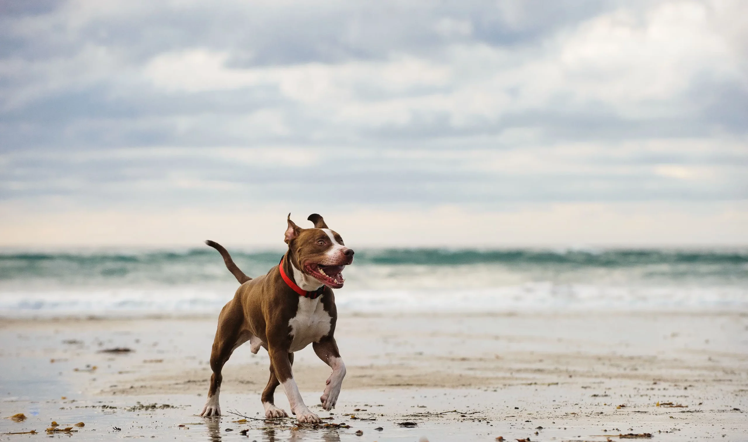 Where to Adopt or Buy an American Pit Bull Terrier