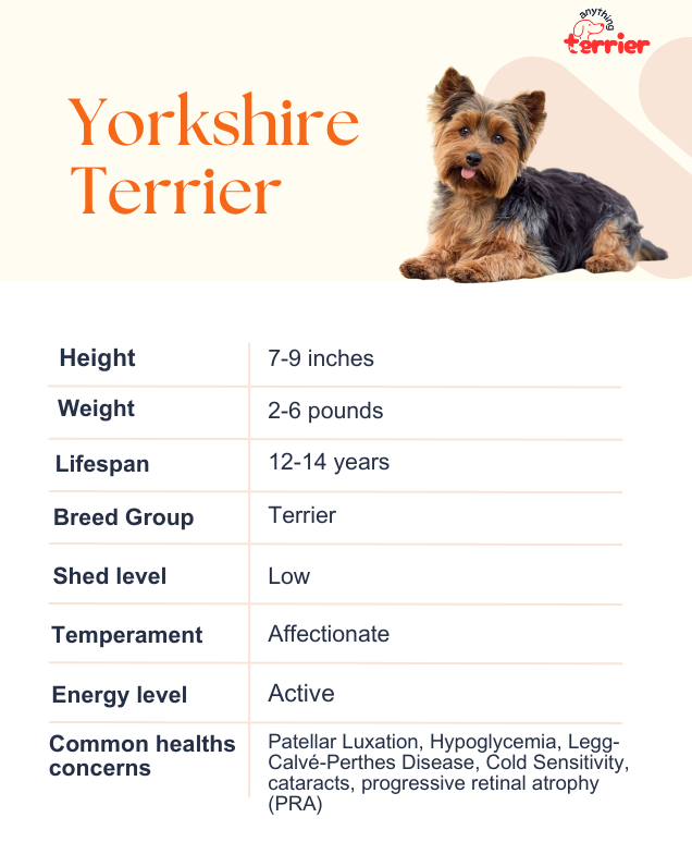 Yorkshire Terrier Dog Breed Information