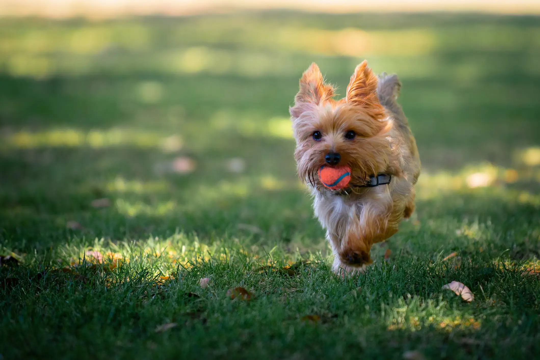 Yorkshire Terrier Grooming and Care