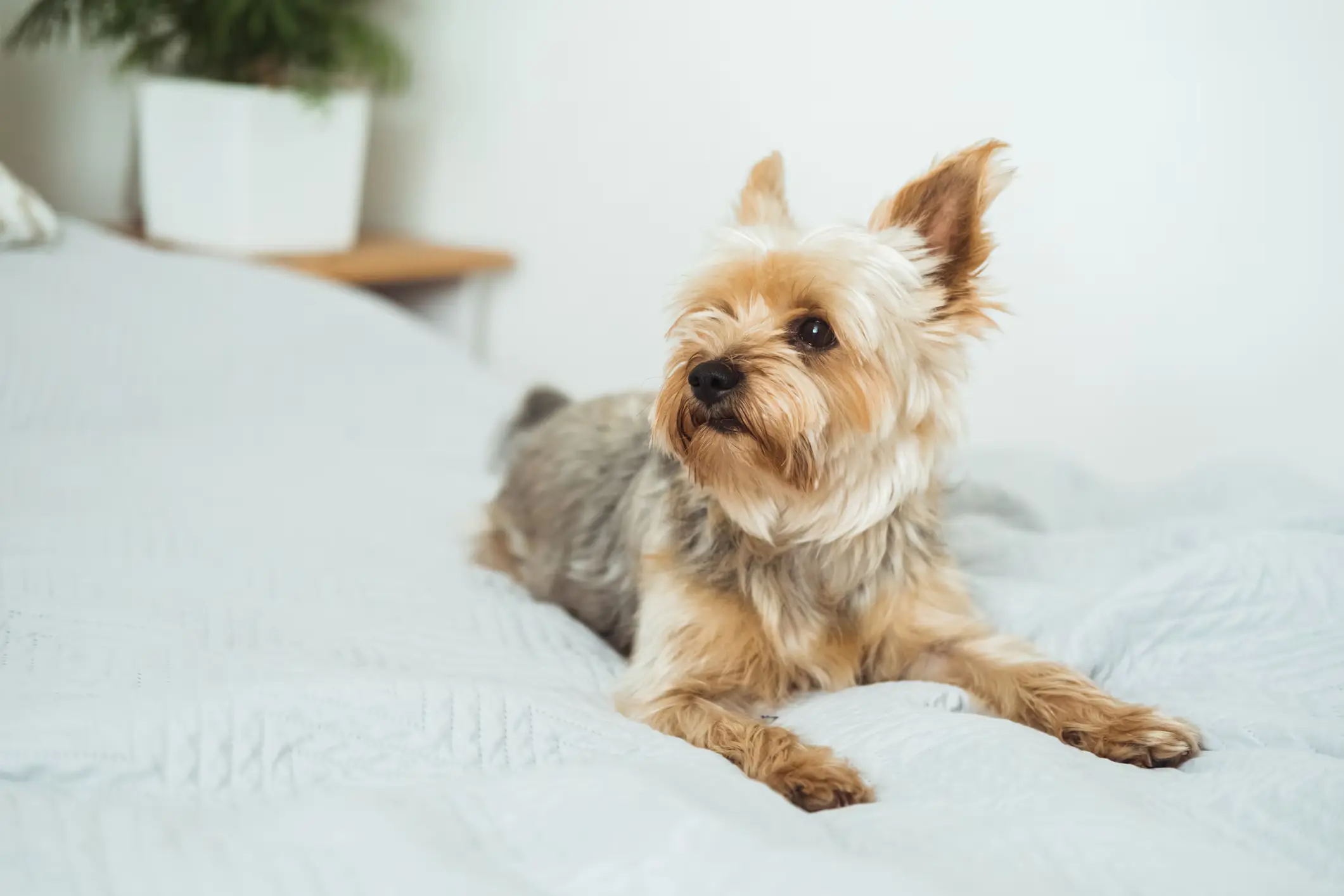 Yorkshire Terrier Training and Socialization