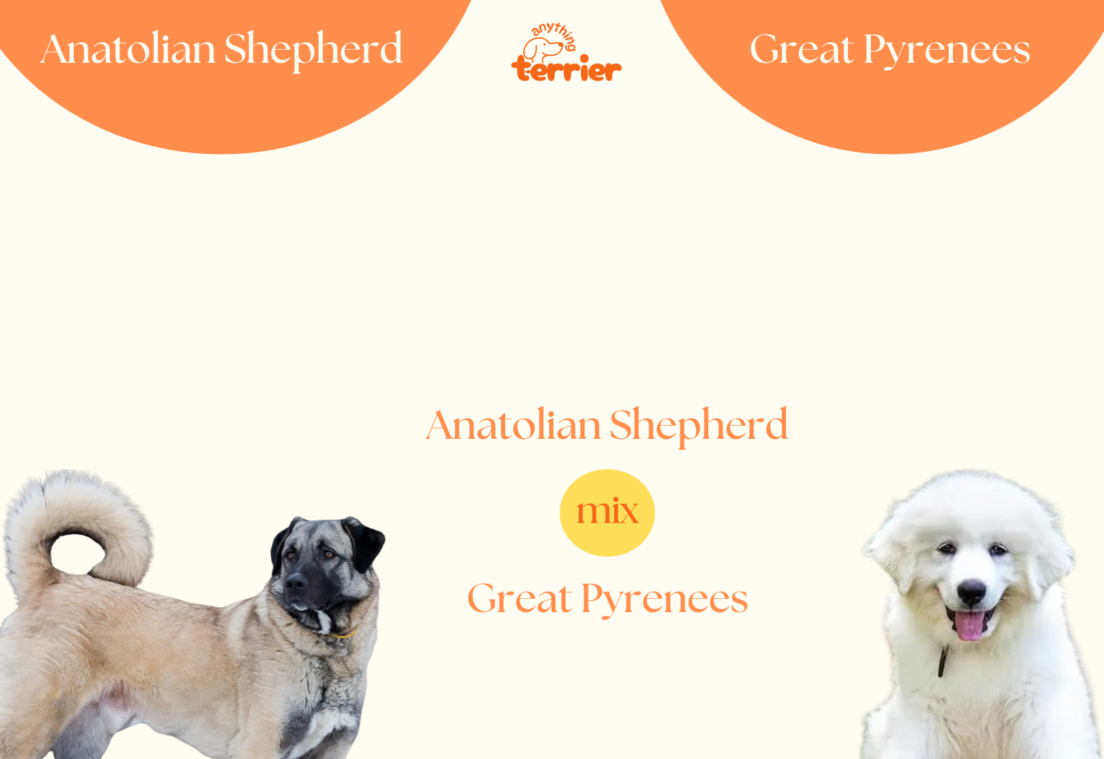 Anatolian Shepherd Great Pyrenees Mix Dog Breed