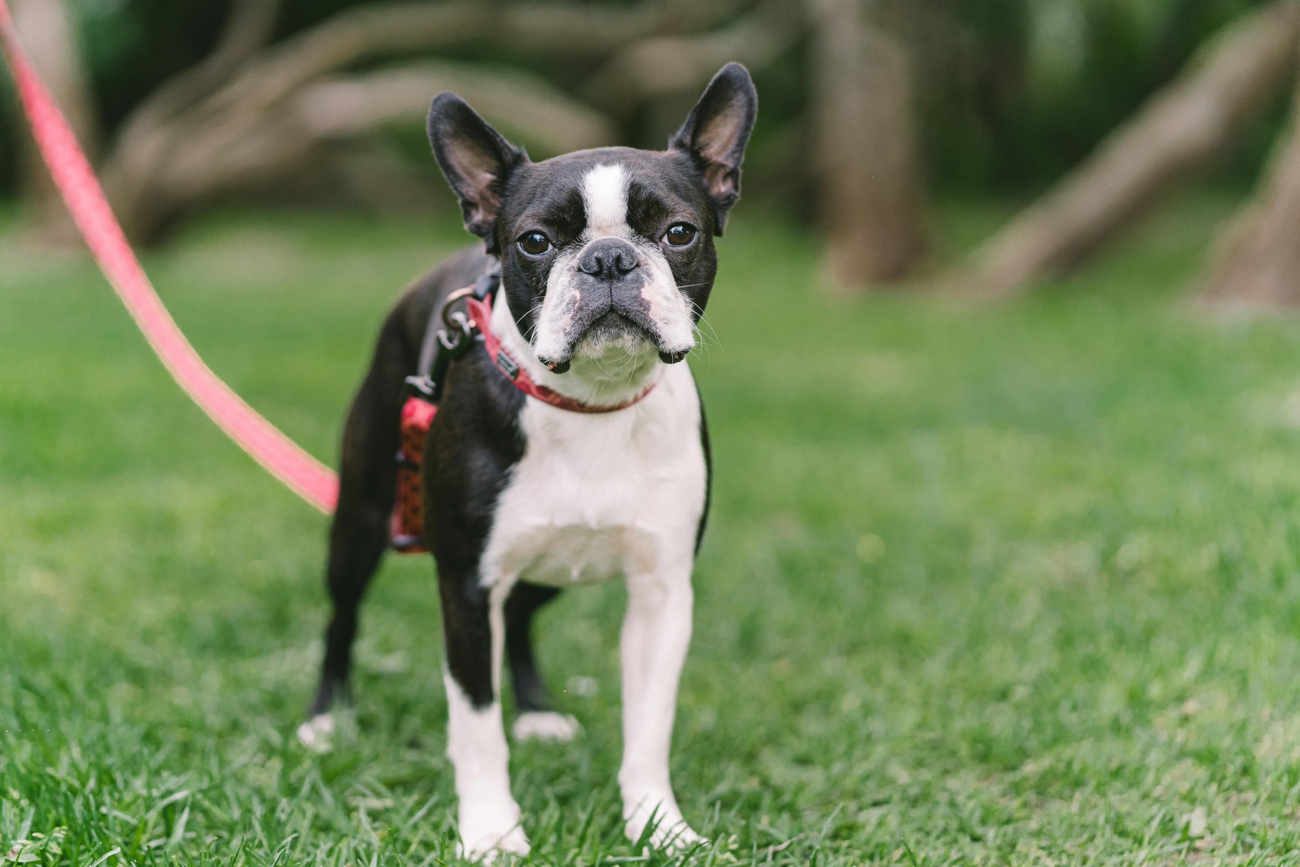 Behavior and Training Tips for Boston Terrier