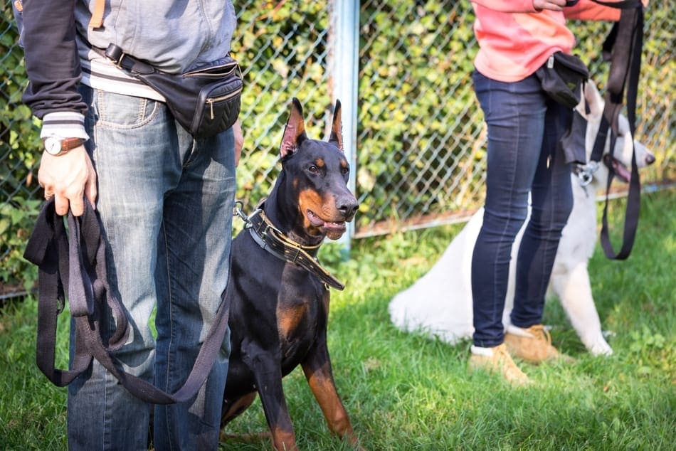 Behavior and Training Tips for Doberman Pinschers