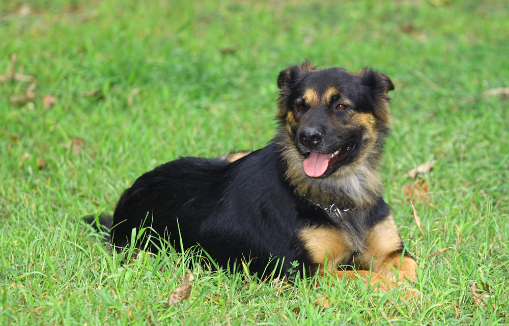 Behavior and Training Tips for German Shepherd Rottweiler Mix