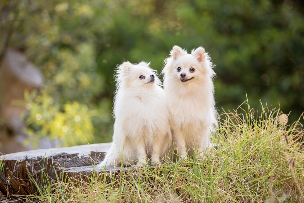 Behavior and Training Tips for Long-Haired Chihuahua