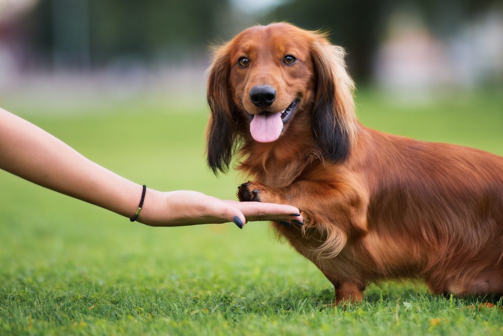 Behavior and Training Tips for Long-Haired Dachshund