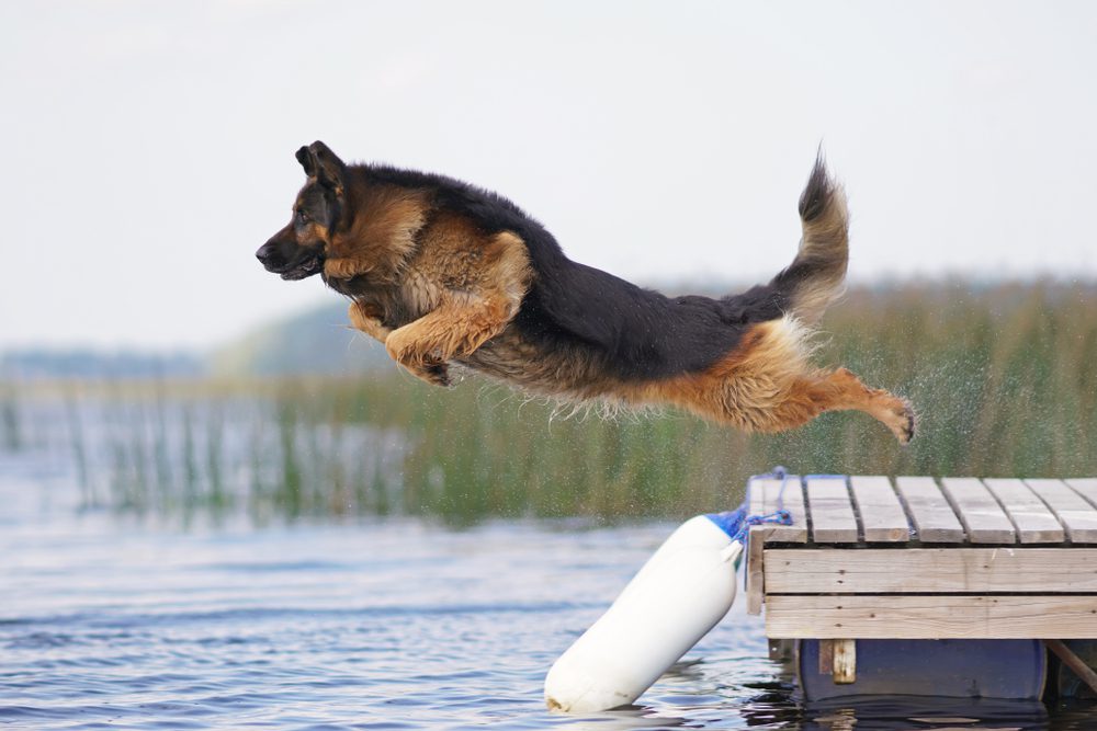 Behavior and Training Tips for Long-Haired German Shepherd