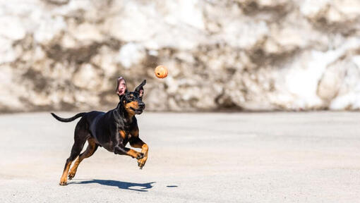 Behavior and Training Tips for Manchester Terriers