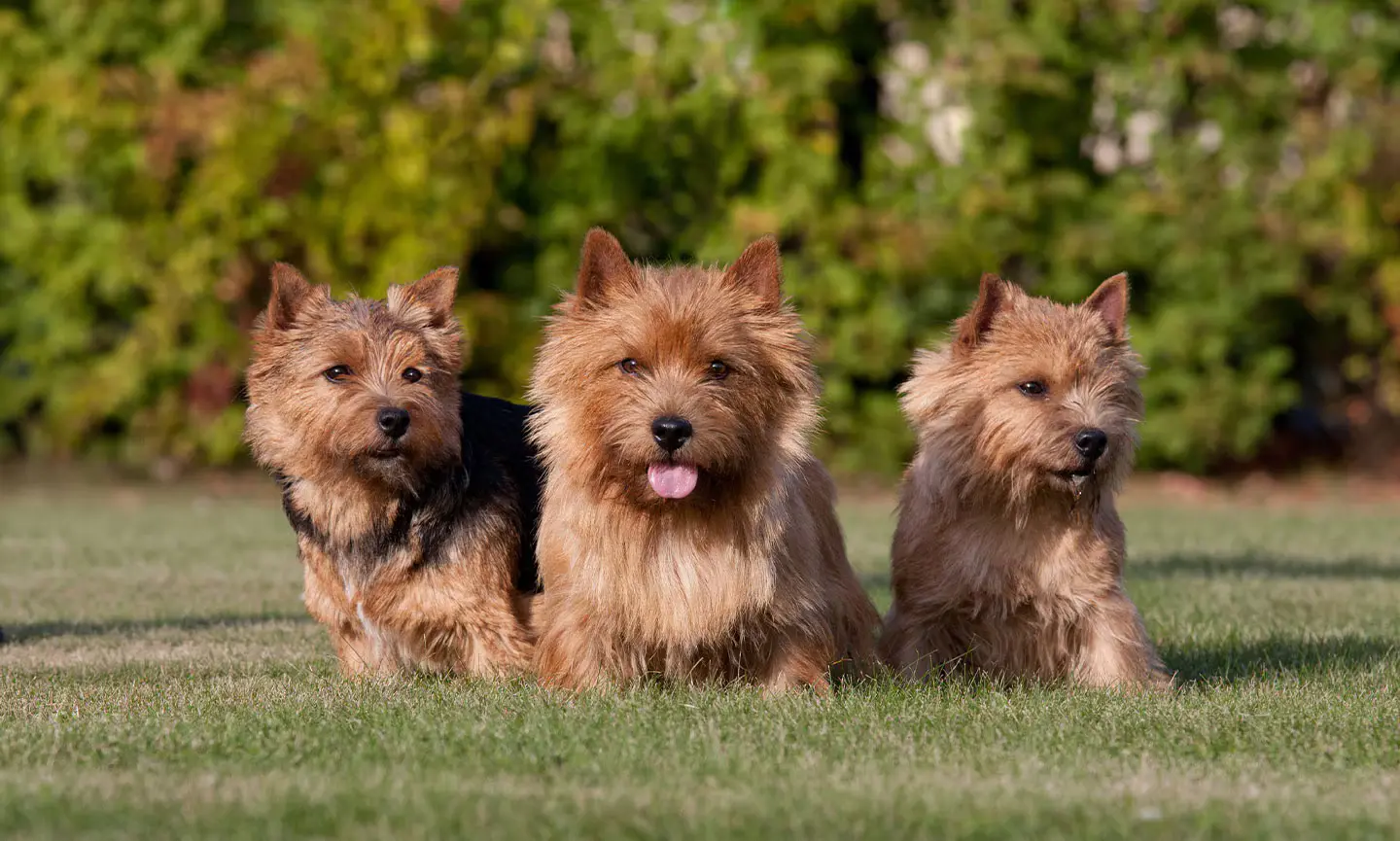 Behavior and Training Tips for Norwich Terrier