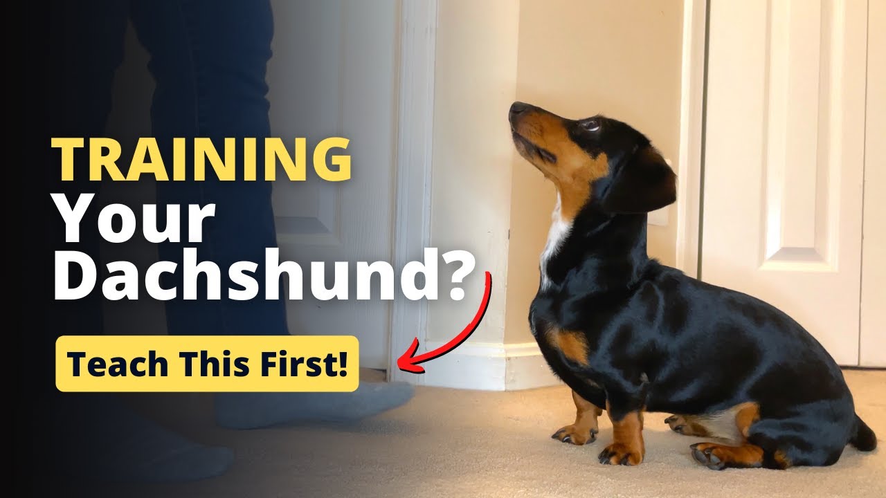 Behavior and Training Tips for a Dachshund