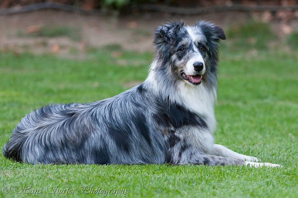 Behavior and Training Tips for the Border Collie Australian Shepherd Mix