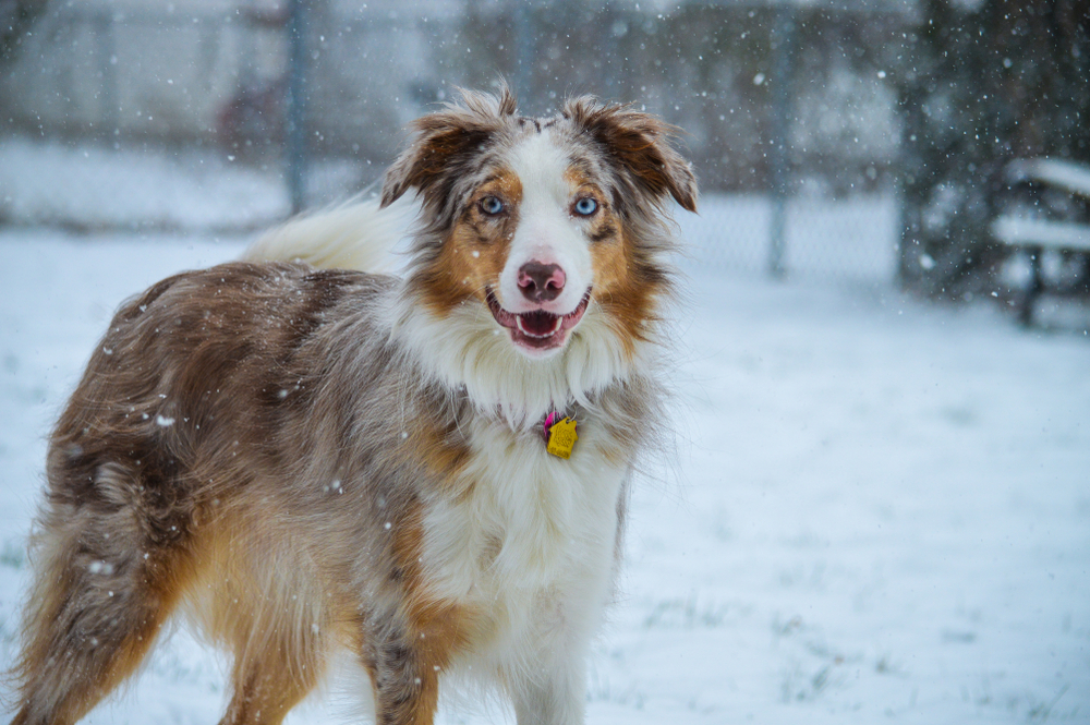 Border Collie Australian Shepherd Mix Grooming