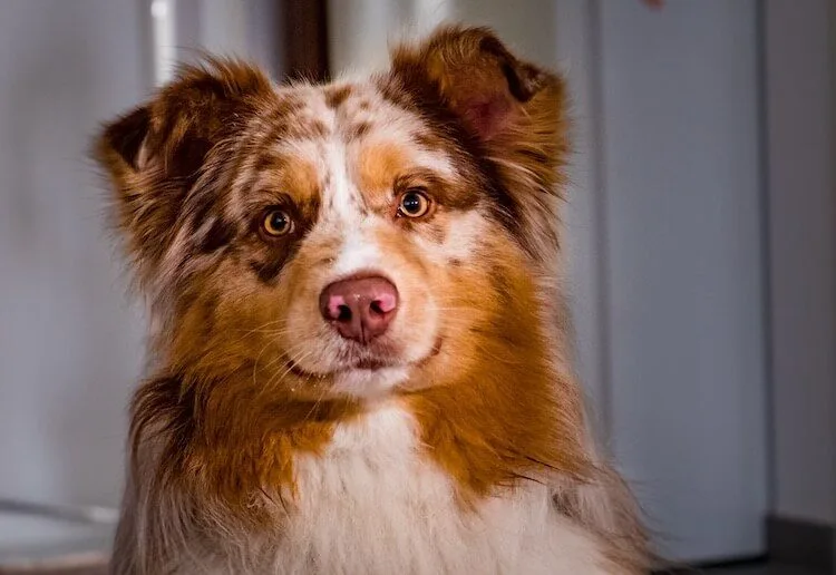 Border Collie Australian Shepherd Mix Health Issues