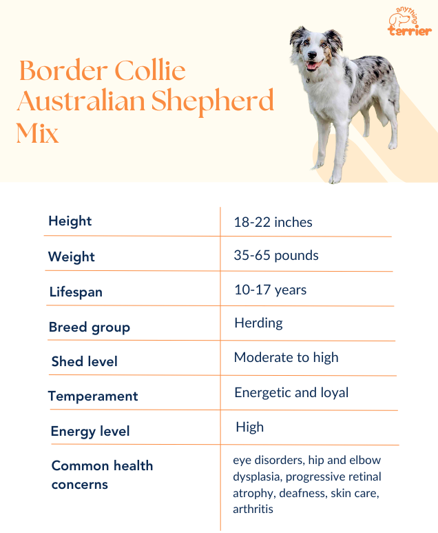 Border Collie Australian Shepherd Mix Dog Breed Information