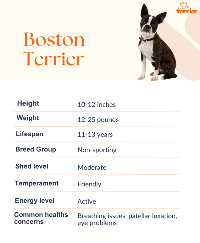 Boston Terrier Dog Breed Information