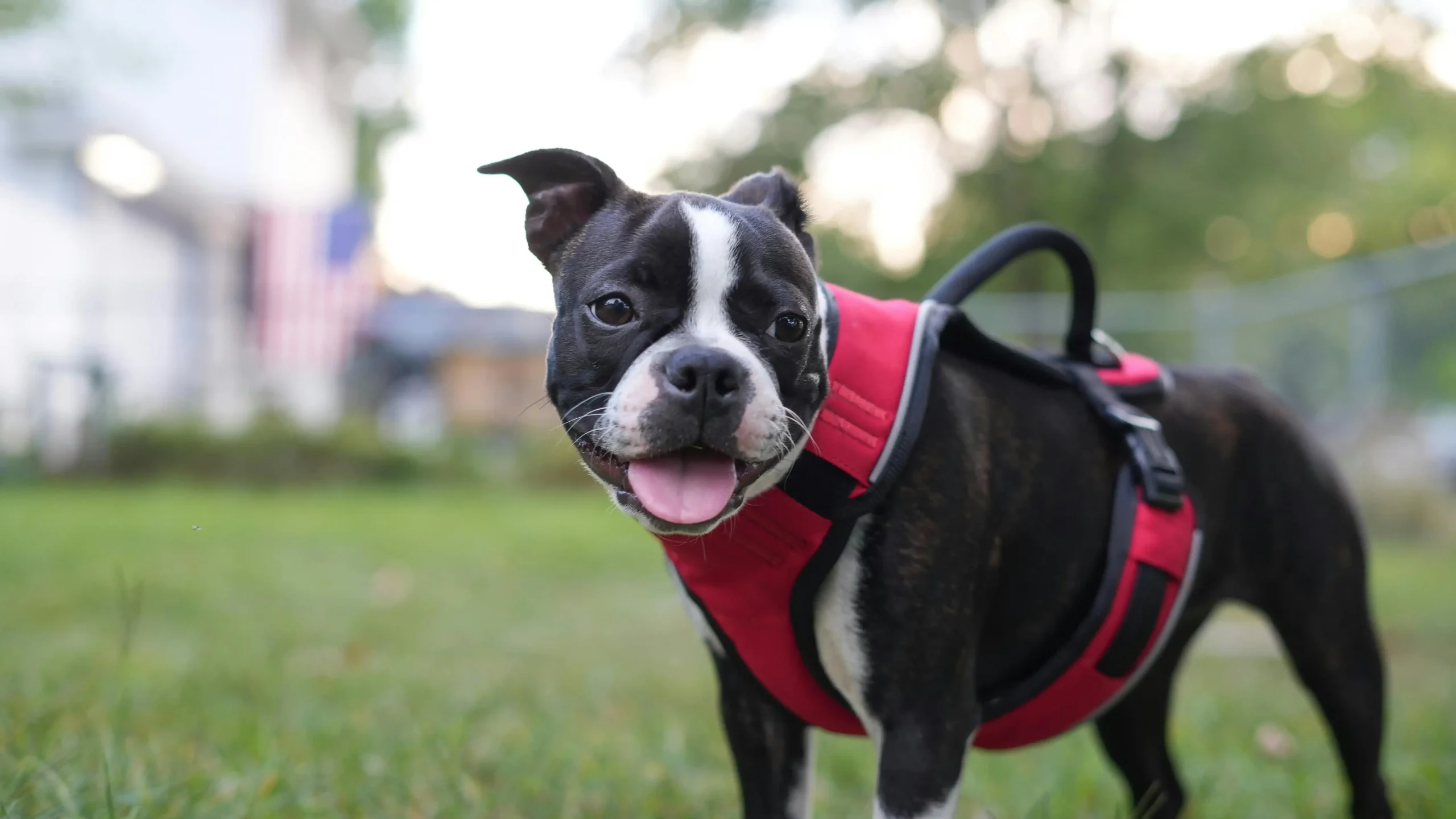 Boston Terrier Grooming Guide