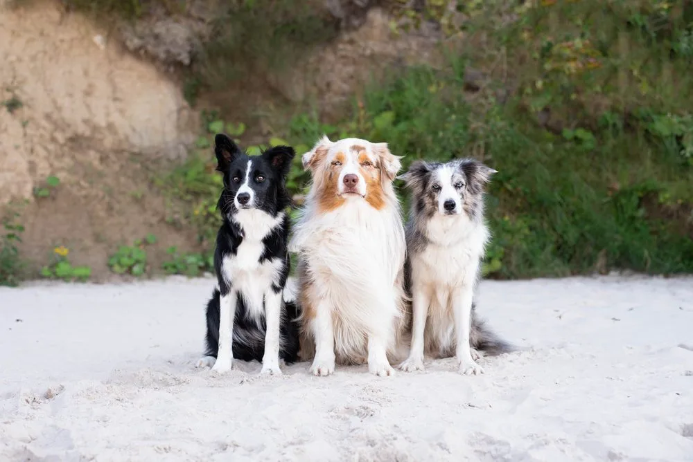 Caring for Border Collie Australian Shepherd Mix