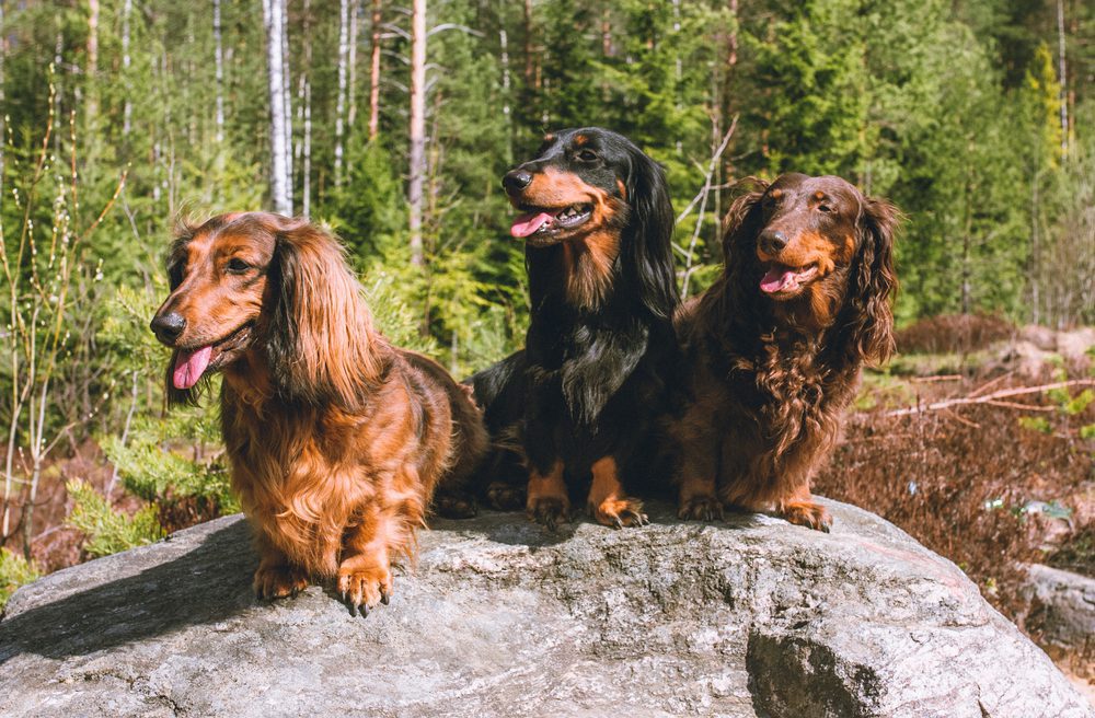 Caring for Long-Haired Dachshund