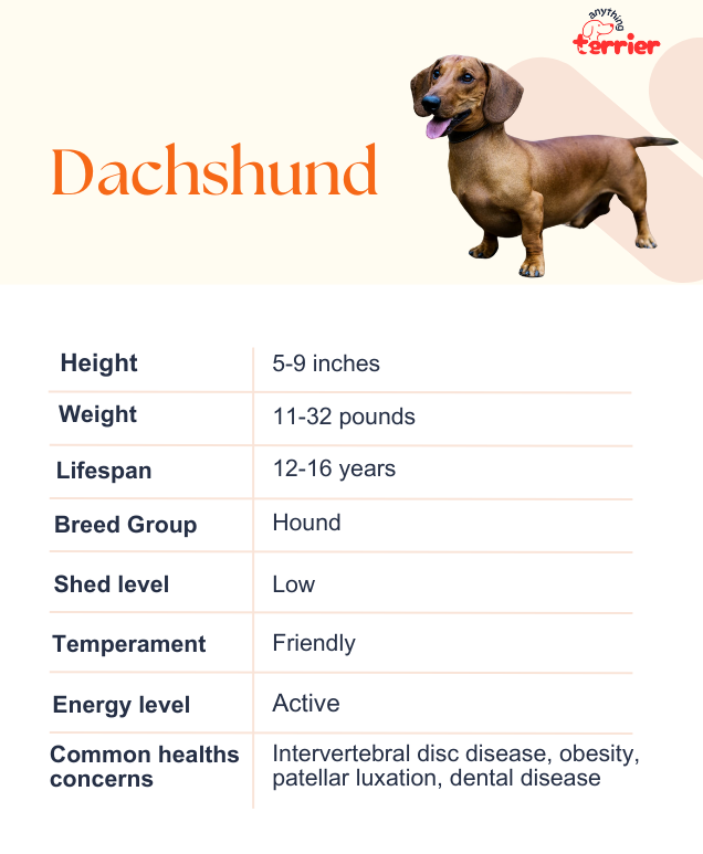 Dachshund Dog Information