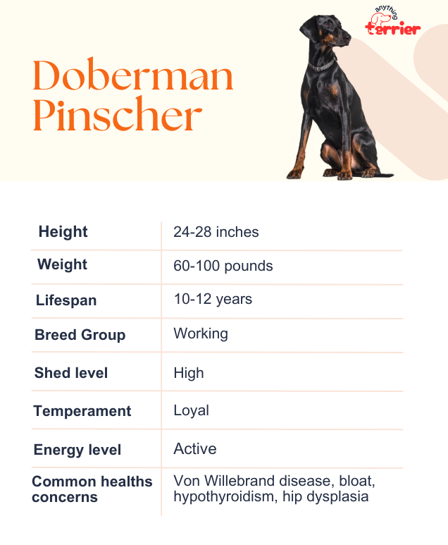 Doberman Pinscher Dog Breed