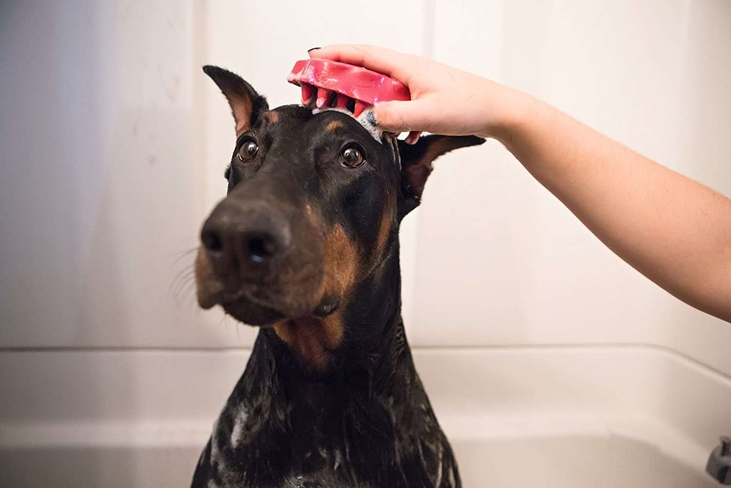 Doberman Pinscher Grooming Guide