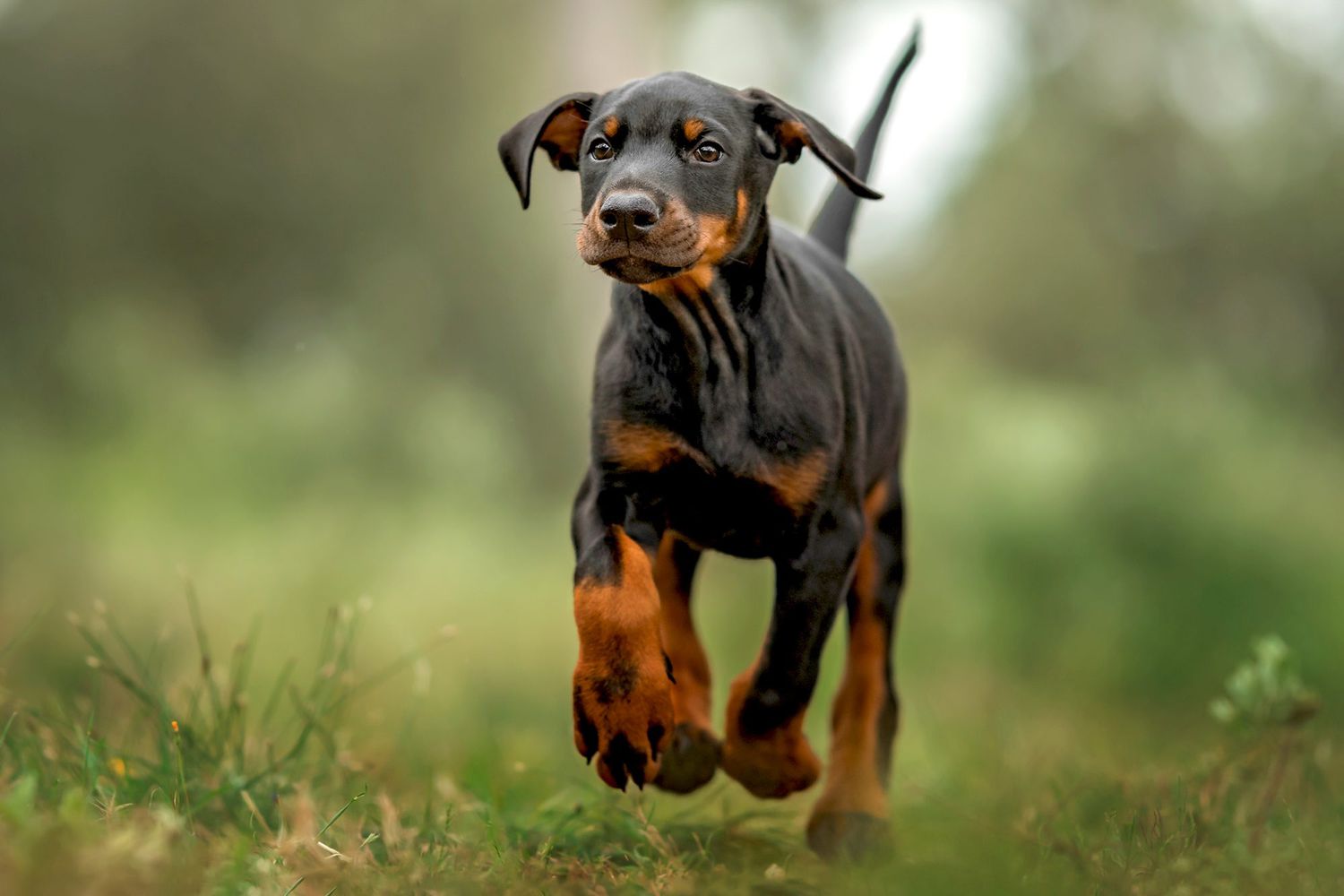 Doberman Pinscher Health Issues