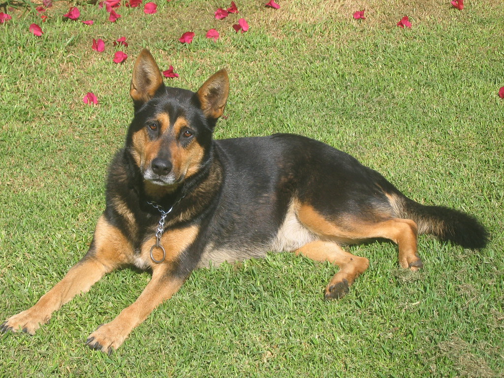 German Shepherd Rottweiler Mix Health Issues