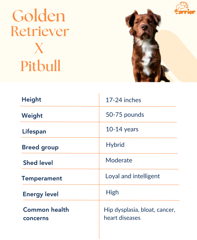 Golden Retriever Pitbull Mix Dog Breed Information