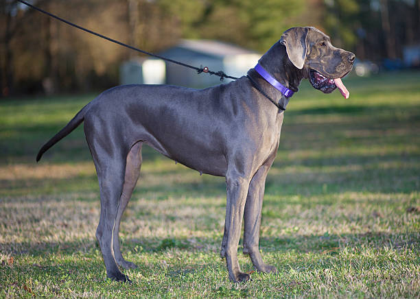 Great Dane Adoption