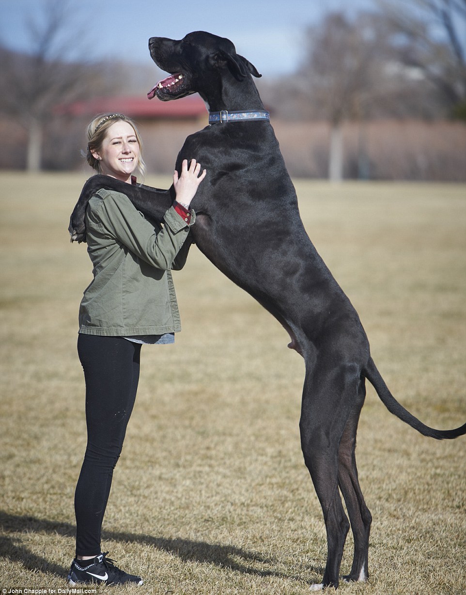 Great Dane Behaviour and Training