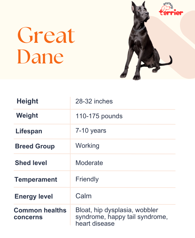 Great Dane Dog Breed