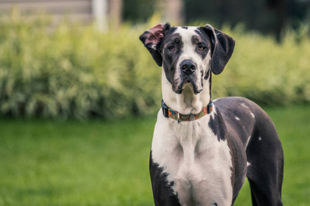 Great Dane Grooming Guide