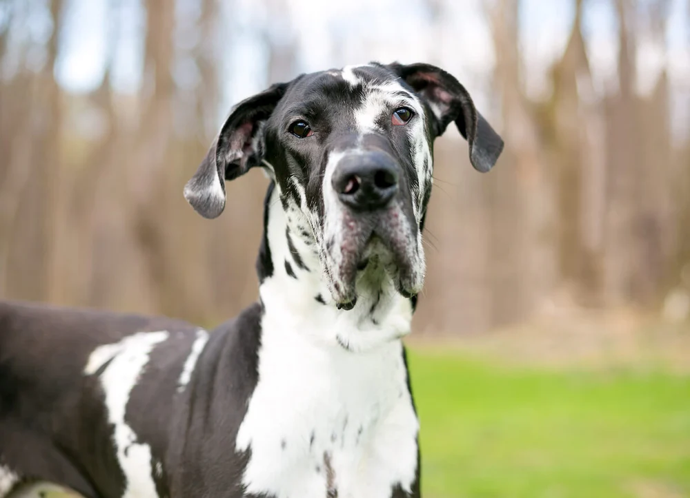 Great Dane Health Issues